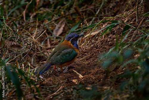 Pitta-like Ground-Roller, Atelornis pittoides, bird endemic to Madagascar. Bird in the nature forest habitat. Pitta-like Ground-Roller from Andasibe - Mantadia NP in Madagascar, Africa birdwatching.