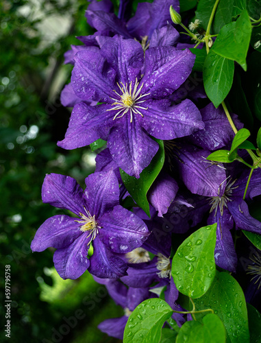 Purple clematis flowers and green leaves with rain water drops