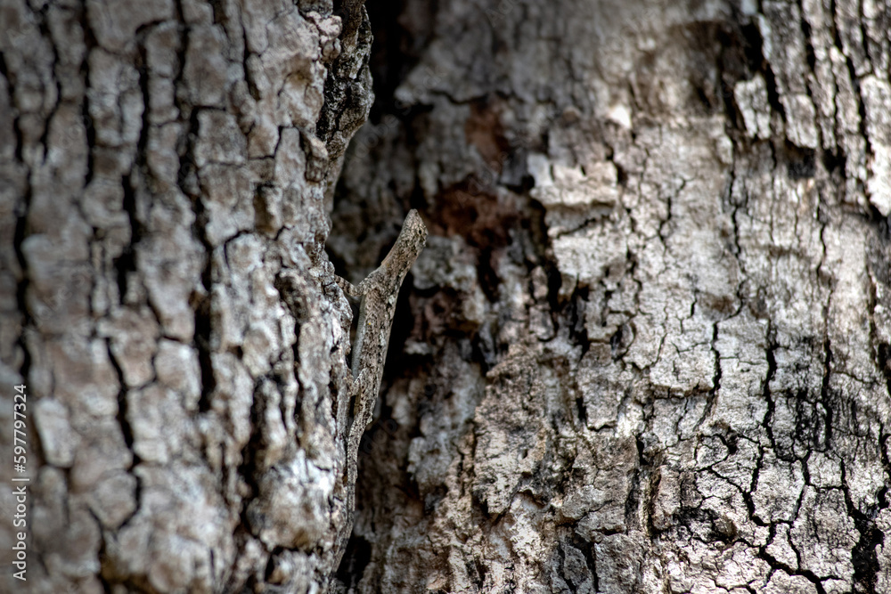 Flying lizards. Flying dragon. A flying dragon (Draco volans) is disguised on the trunk of a tree, Lizard merged with trees color Flying lizards. Flying dragon. A flying dragon (Draco volans) is disguised on the trunk of a tree, Lizard merged with trees color