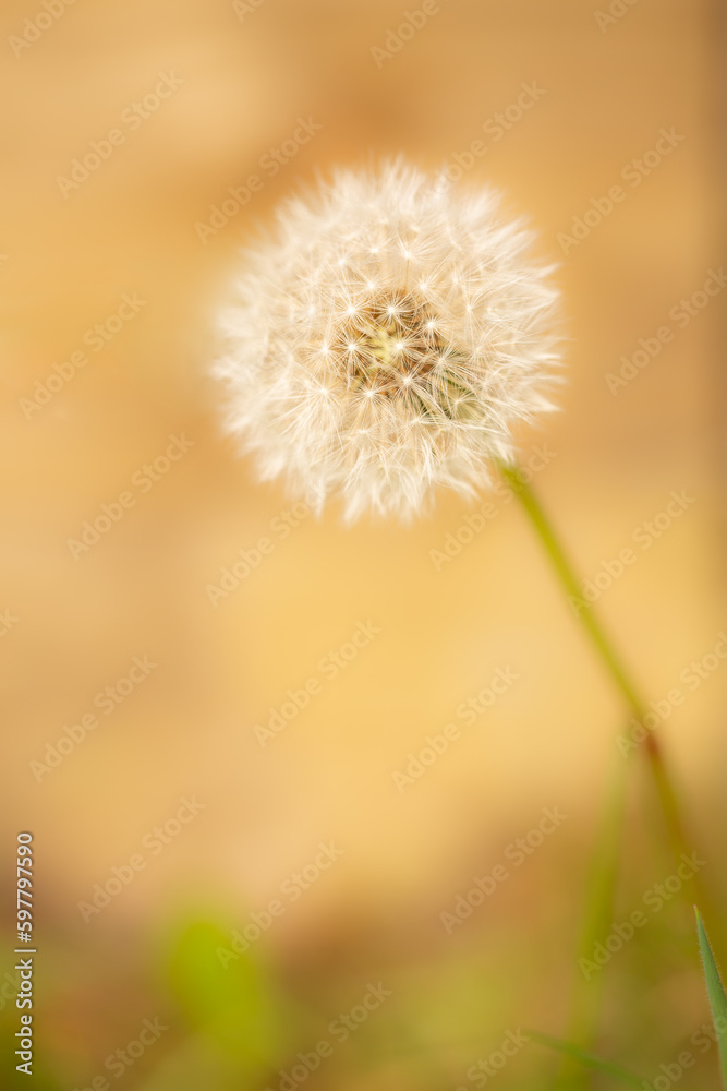 Dandelion on muted yellow background