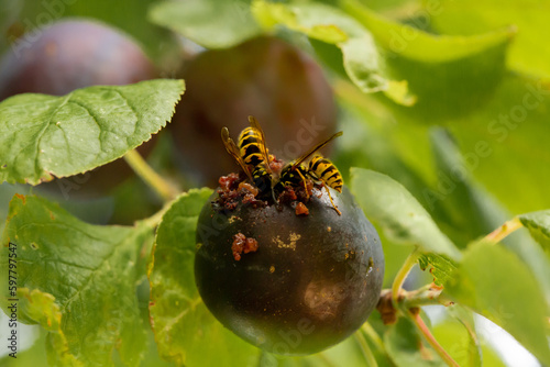 Wasps eating damson