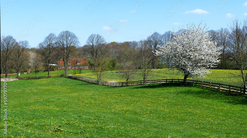 Kirschbaum Kirschbaum