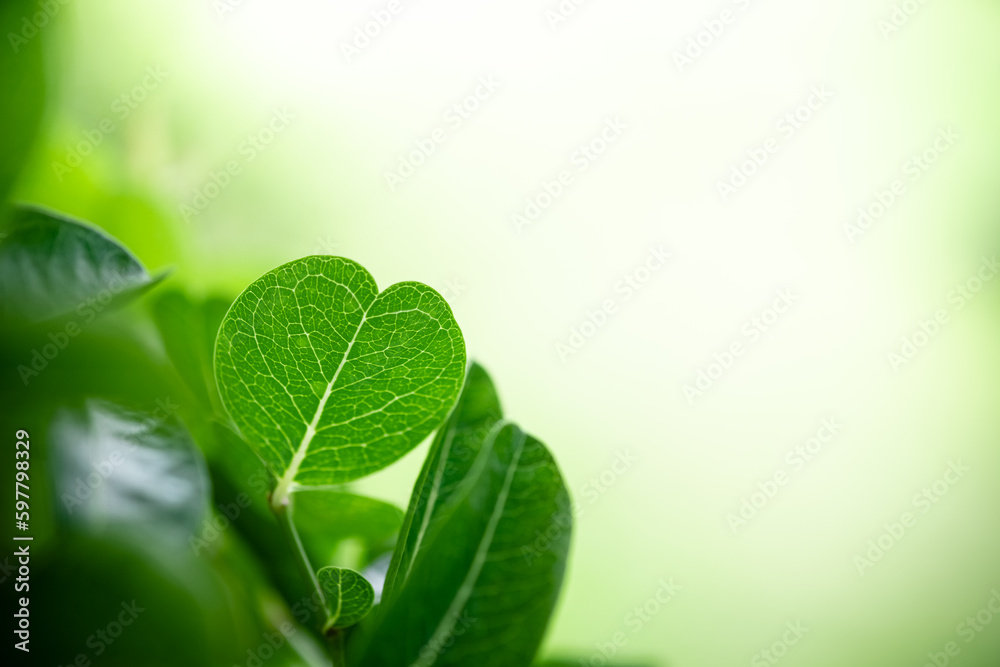 Beautiful nature view of green leaf on blurred greenery background in garden and sunlight with copy space using as background natural green plants landscape, ecology, fresh wallpaper concept. Beautiful nature view of green leaf on blurred greenery background in garden and sunlight with copy space using as background natural green plants landscape, ecology, fresh wallpaper concept.