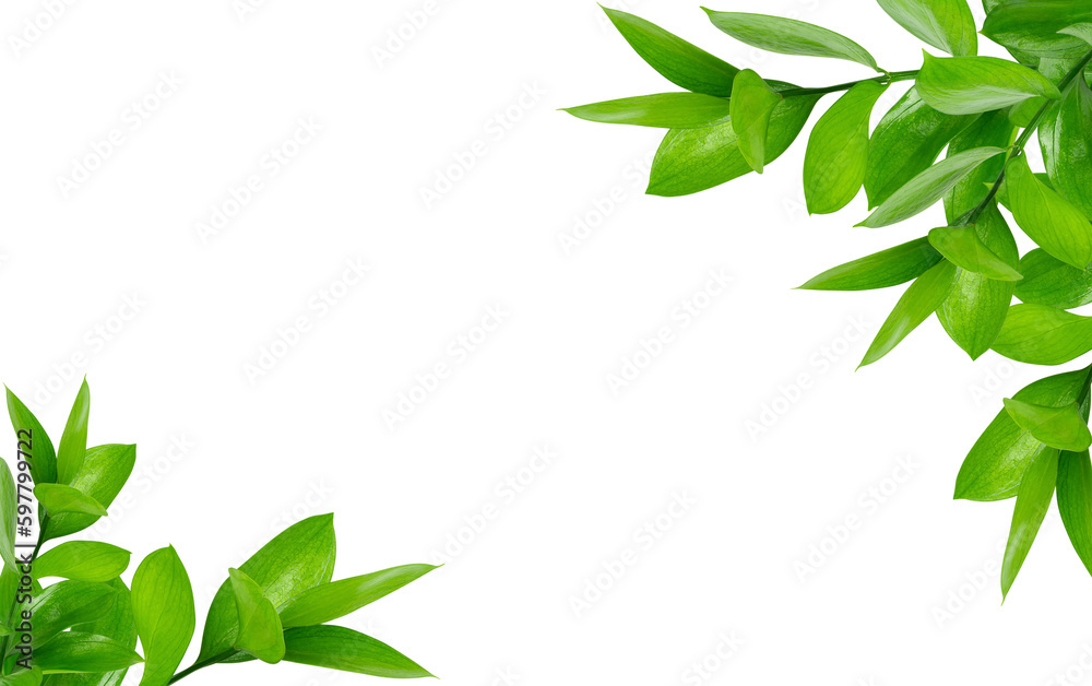 Frame composition of green Ruscus leaves isolated on transparent background