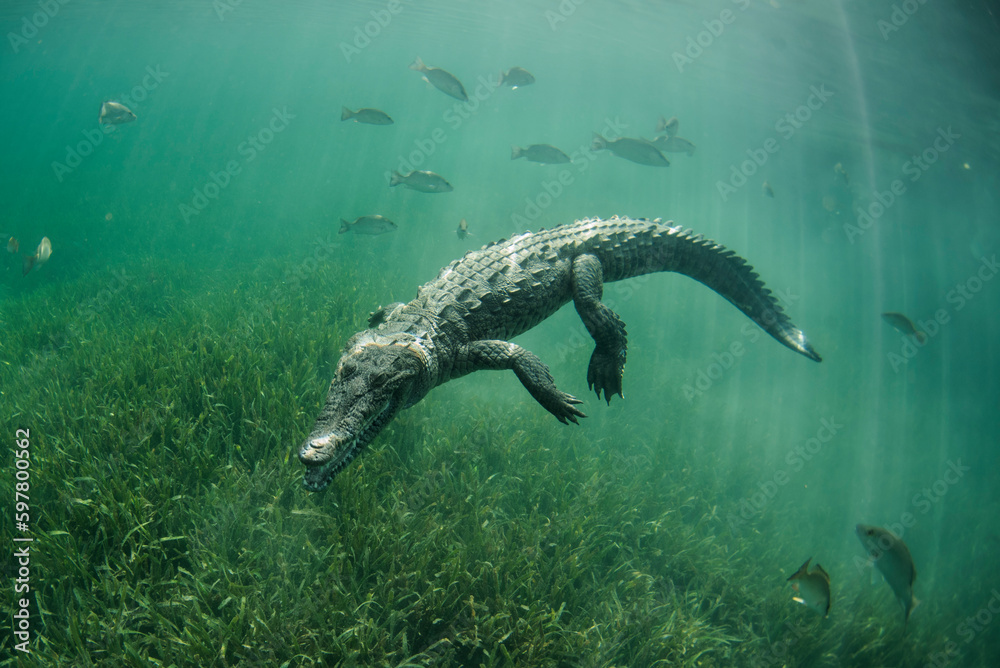 Foto American croco