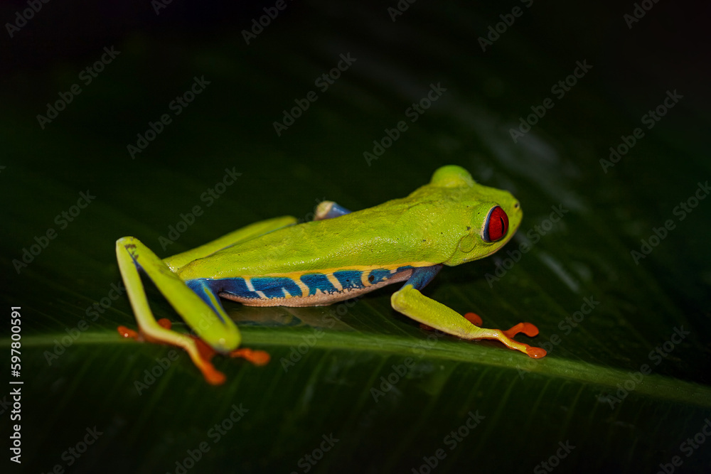 Red-eyed Tree Frog, Agalychnis callidryas, Costa Rica. Beautiful frog from tropical forest. Jungle animal on the green leave. Frog with red eye.
