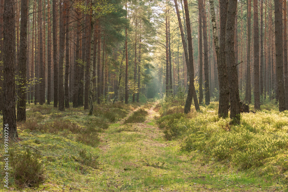 Obraz premium Mglisty poranek w wysokim sosnowym lesie. Leśna droga z koleinami pokrytymi igliwiem i porośnięta mchem i trawą. Wśród koron drzew unosi się delikatna mgła rozmywająca odległy krajobraz.