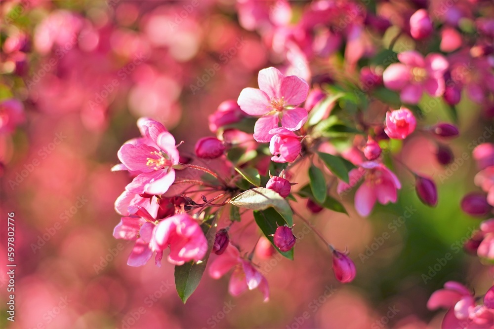 Obraz premium Pink little flowers on a blooming tree on a spring sunny day