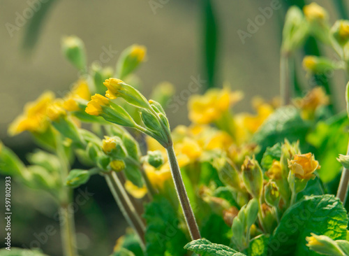 Wiosna w ogrodzie Zielone liście roślin wśród których są żółte kwiaty pierwiosnka urzędowo zwana także prymulą