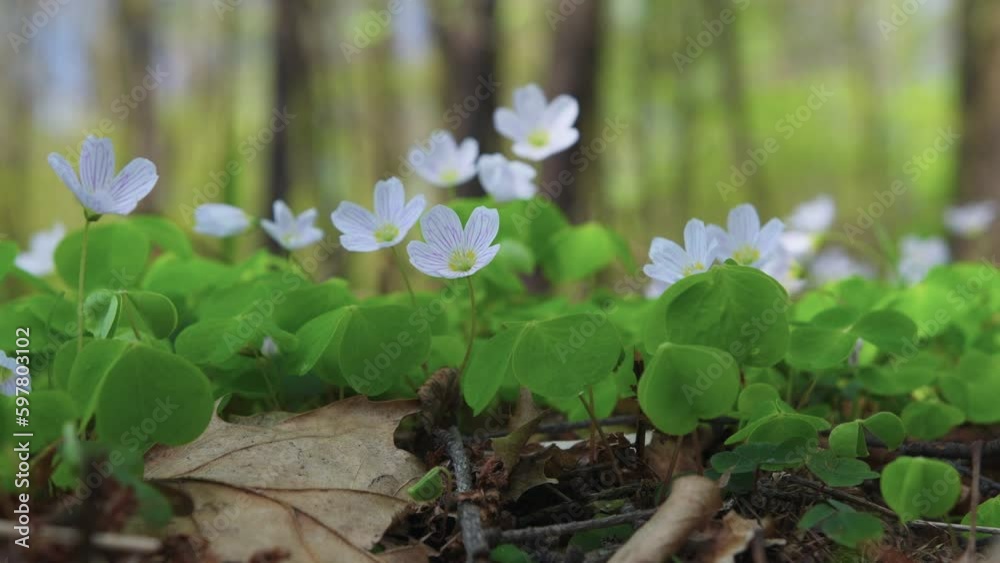Blooming Wood Sorrel plant growing in the forest in spring, edible and medicinal plant. Small white flowers in the forest, nature scene. Blooming Wood Sorrel plant growing in the forest in spring, edible and medicinal plant. Small white flowers in the forest, nature scene.