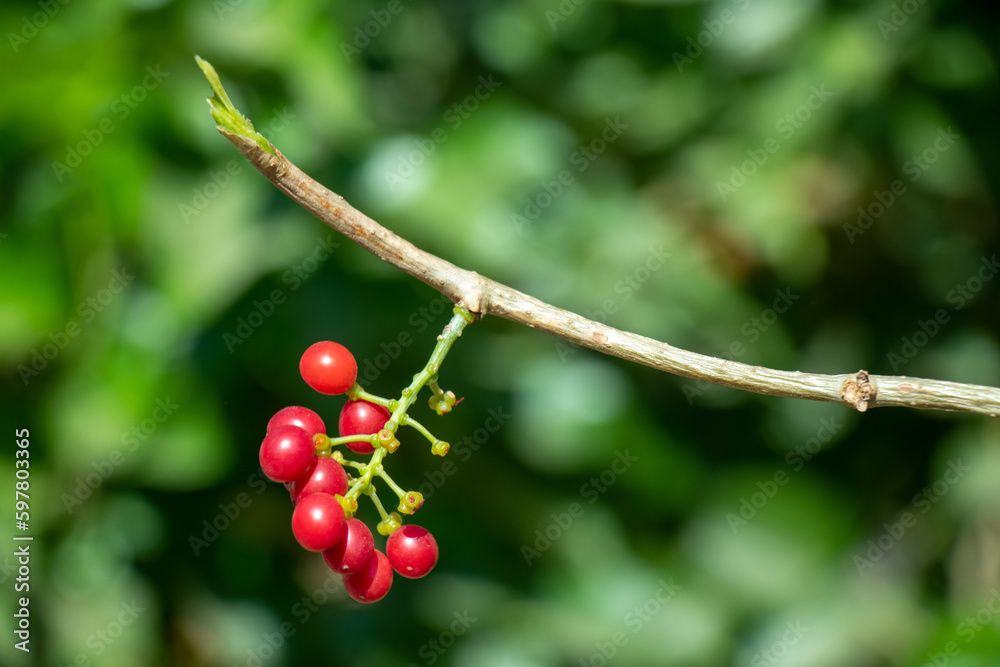 berries of red currant on bush