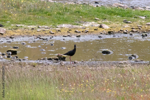 A critically endangered Black Stilt in New Zealand photo