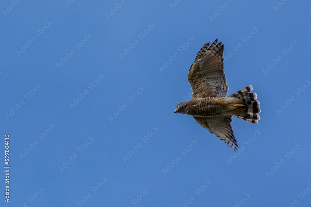 Fototapeta premium The flying of Roadside Hawk also know as Gaviao-carijo. Species Rupornis magnirostris. animalworld. bird lover. Birdwatching. hawk hunting.