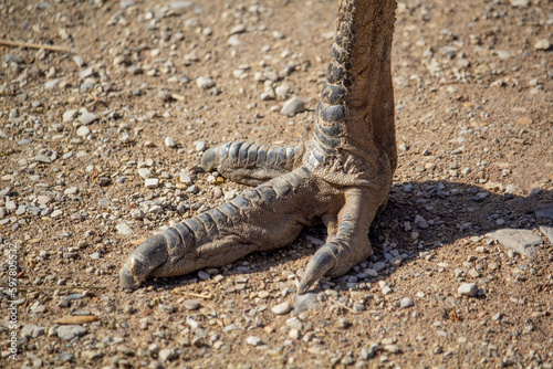 Portrait of Ostrich Emo looking to camera. Emo Straus paw