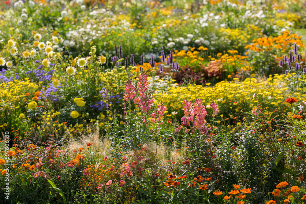 gorgeous natural beautiful colorful flower beds of different bright colors