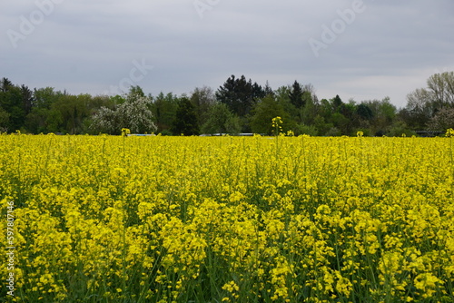 Gelb blühende Rapsfelder vor grünem Waldrand im Frühling