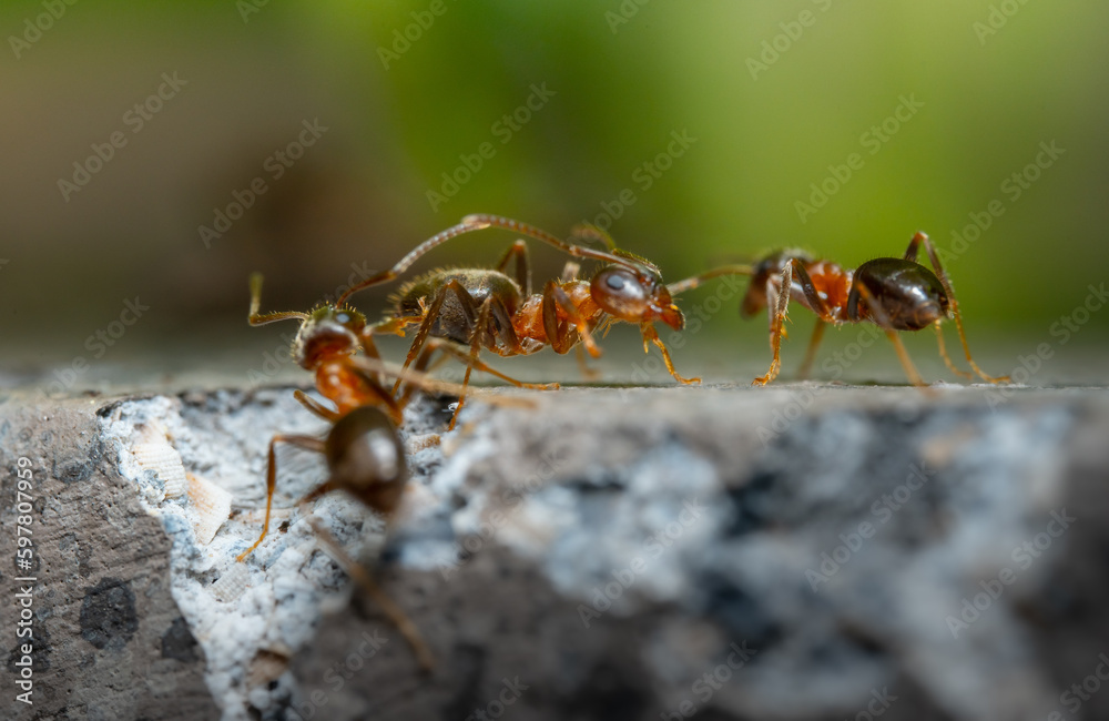 Ameise rot 2Millimeter