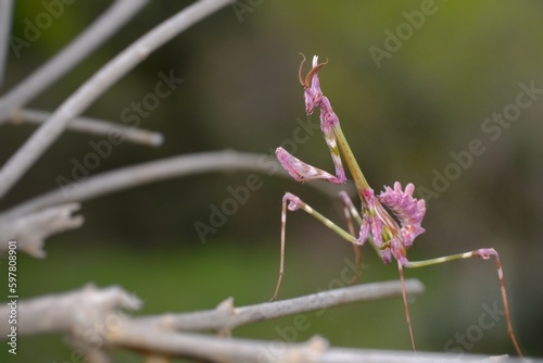 mantis insect of the species Empusa pennata photo
