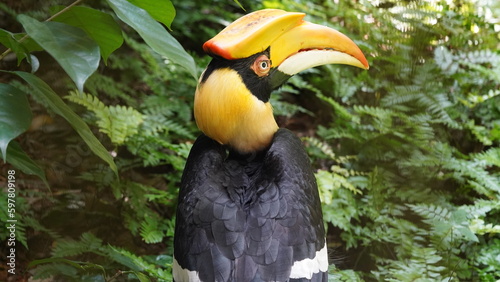 Buceros bicornis | Great Hornbill | Great Indian Hornbill | 雙角犀鳥 | 黒板消し鳥 photo