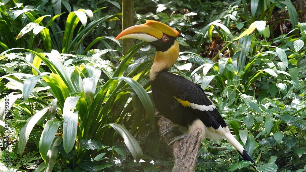 Obraz premium Le grand hornbill (ou Buceros bicornis) est un oiseau emblématique de la famille des Bucerotidae, connu pour son apparence distinctive et son comportement fascinant. 