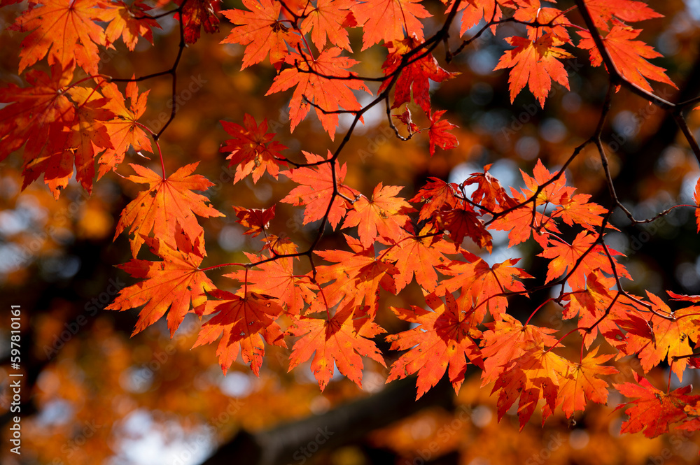 Colourful maple leaves in autumn season color when the leaves change colorful of is in the park, green, yellow, orange and red discoloration Colourful maple leaves in autumn season color when the leaves change colorful of is in the park, green, yellow, orange and red discoloration