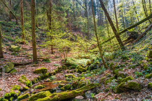 View over a magical deciduous and pine forest with ancient aged trees and stones covered with moss at water stream Germany  at sunset Spring evening