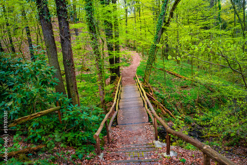 Wooden footbridge and woodland ttail in magical Spring deciduous and pine forest  Germany  at warm sunset evening