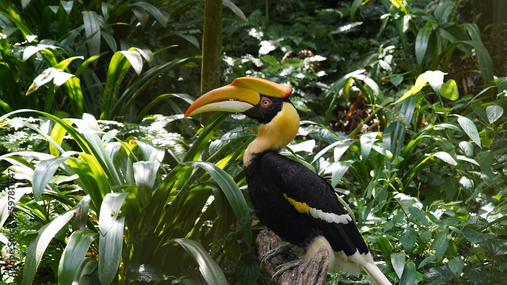 Obraz premium Buceros bicornis | Great Hornbill | Great Indian Hornbill | 雙角犀鳥 | 黒板消し鳥