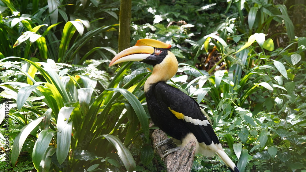 Fototapeta premium yellow billed hornbill