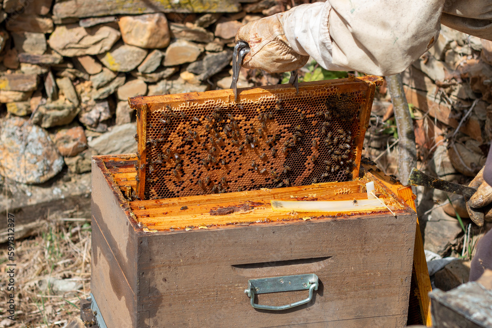 Beekeeper working in the hives. You can see the honeycombs, pictures and other details of the habitat of honey bees Beekeeper working in the hives. You can see the honeycombs, pictures and other details of the habitat of honey bees