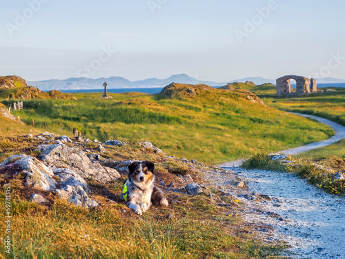 Hund sitz am Newborough BEach in Anglesey Wales photo