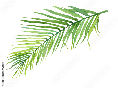 Tropical leaf watercolor illustration. Exotic  tropical greenery  palm leaf. Design and decoration