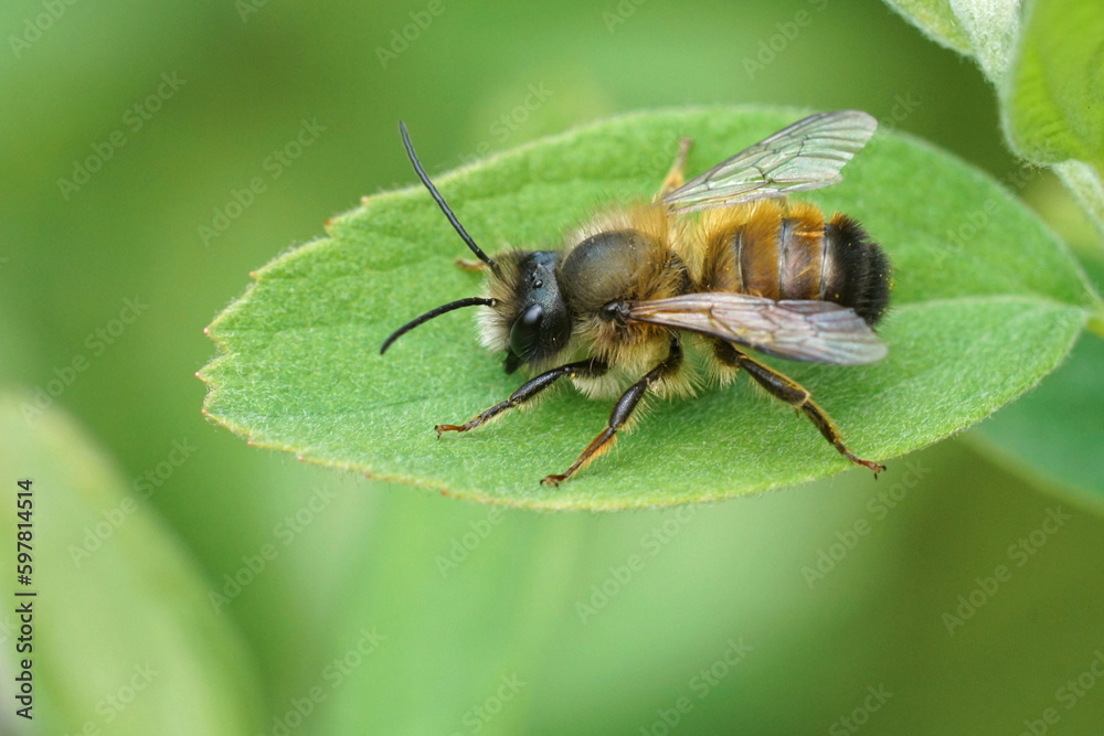 Closeup on a male European red mason bee, Osmia rufa sitting on a green leaf Closeup on a male European red mason bee, Osmia rufa sitting on a green leaf