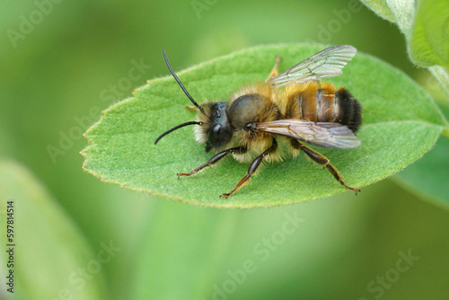 Closeup on a male European red mason bee, Osmia rufa sitting on a green leaf