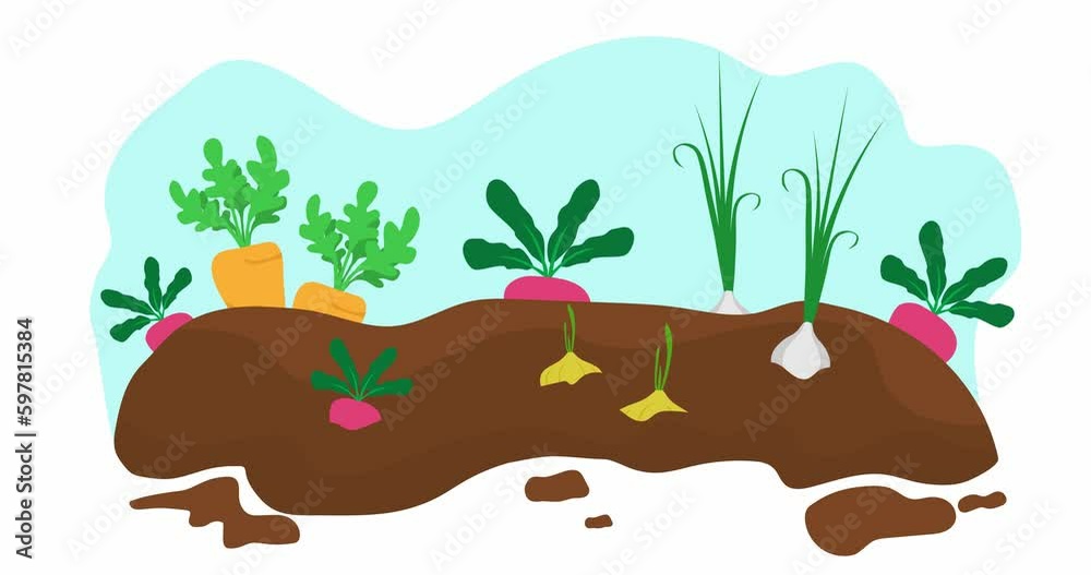 Growing vegetables in the garden. Planting vegetables, flat design vector graphic. Vegetables in the garden. 2D 4K	