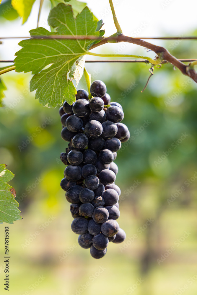 Bunch of red wine grapes.