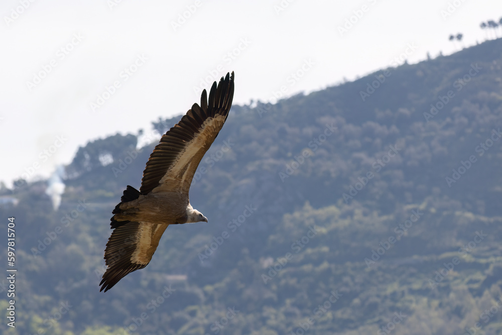 Fototapeta premium The Eurasian griffon vulture (Gyps fulvus) in Sicily, Italy.