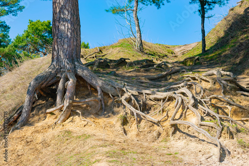 roots of a pine growing on a hillside, Russia, Voronezh region, Ramon
