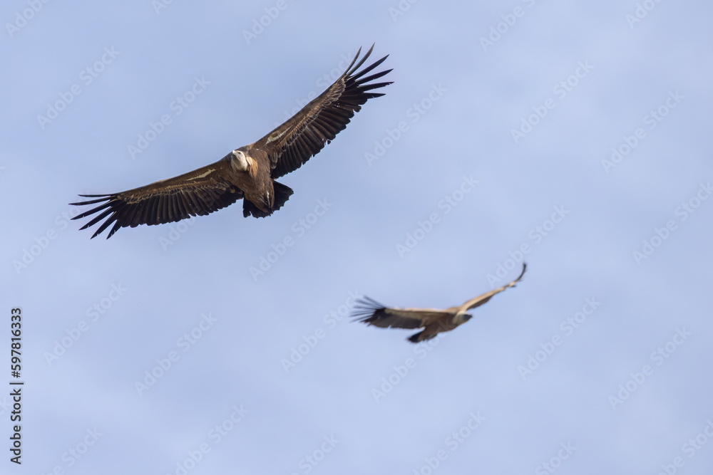 The Eurasian griffon vulture (Gyps fulvus) in Sicily, Italy. The Eurasian griffon vulture (Gyps fulvus) in Sicily, Italy.