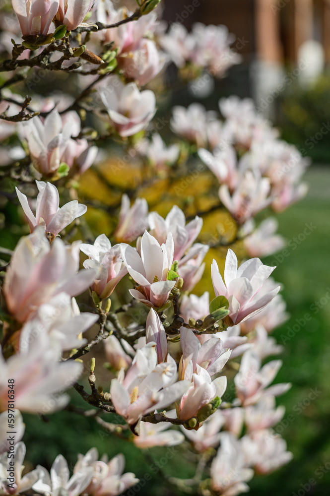 Obraz premium Magnolia tree in bloom. Magnolia close-up. spring mood.