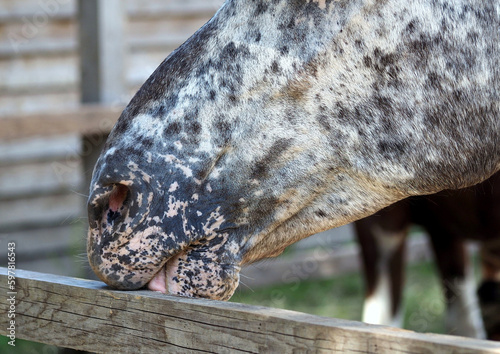 The head of a horse cribbing on a wooden fence