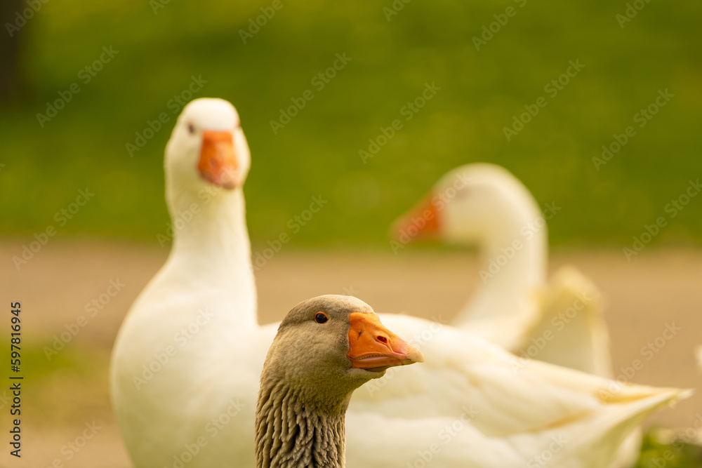 Geese Geese