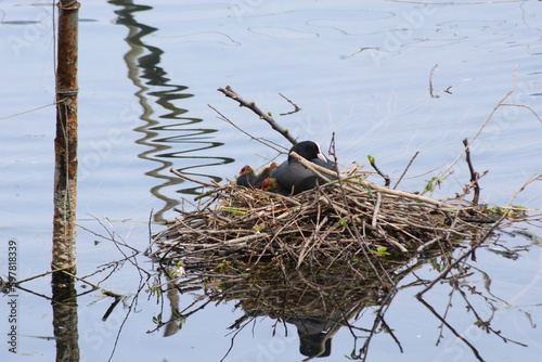 Eurasian coot (scientific name: Fulica atra ). Nest with one parent and chicks 