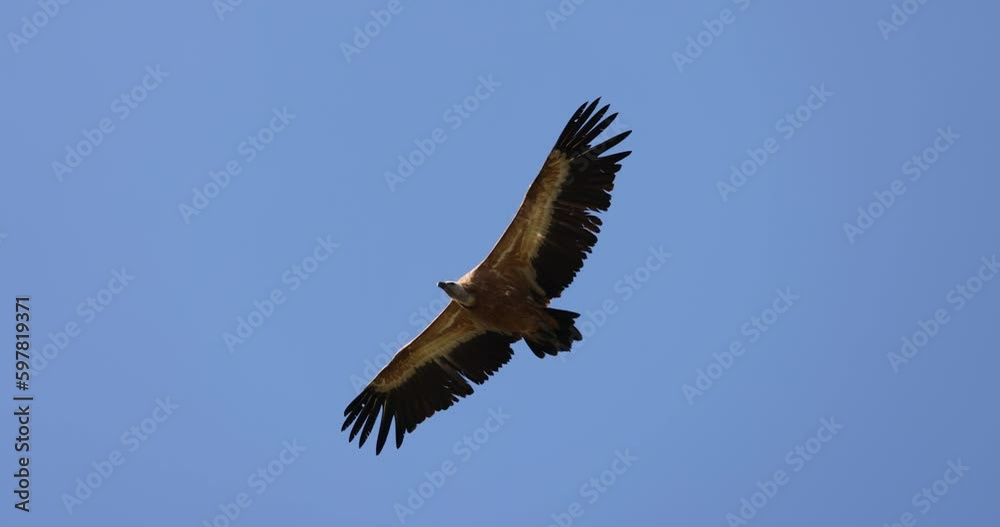 The Eurasian griffon vulture (Gyps fulvus) in Sicily, Italy. The Eurasian griffon vulture (Gyps fulvus) in Sicily, Italy.