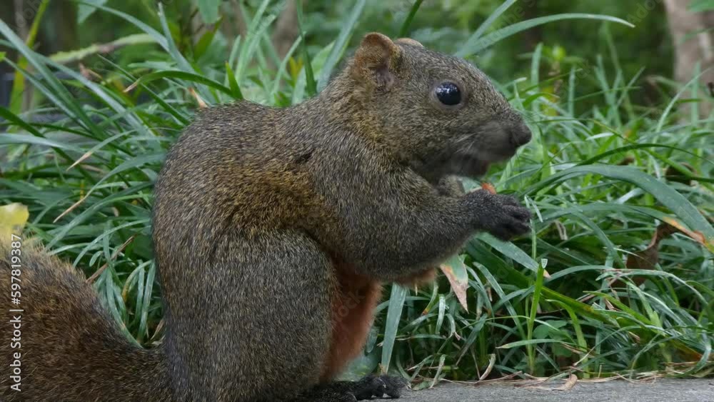 Adorable brown squirrel holding almond and eating it in closeup, 4k forest footage Adorable brown squirrel holding almond and eating it in closeup, 4k forest footage