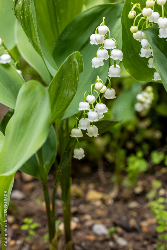 Macro de fleurs de muguet Macro de fleurs de muguet