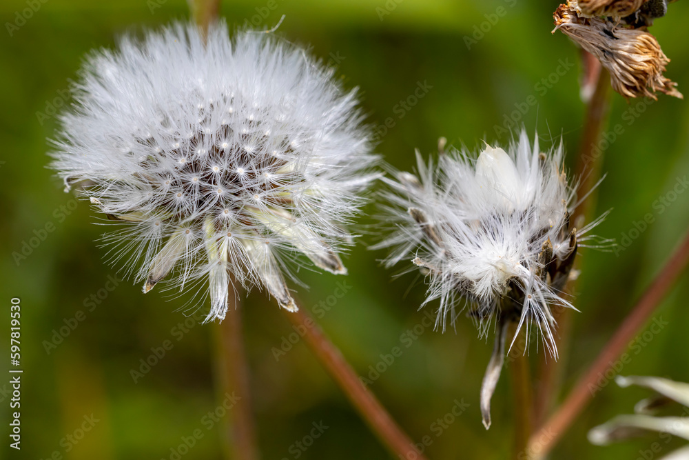 Macro de fleurs de crépis à feuilles de pissenlit Macro de fleurs de crépis à feuilles de pissenlit