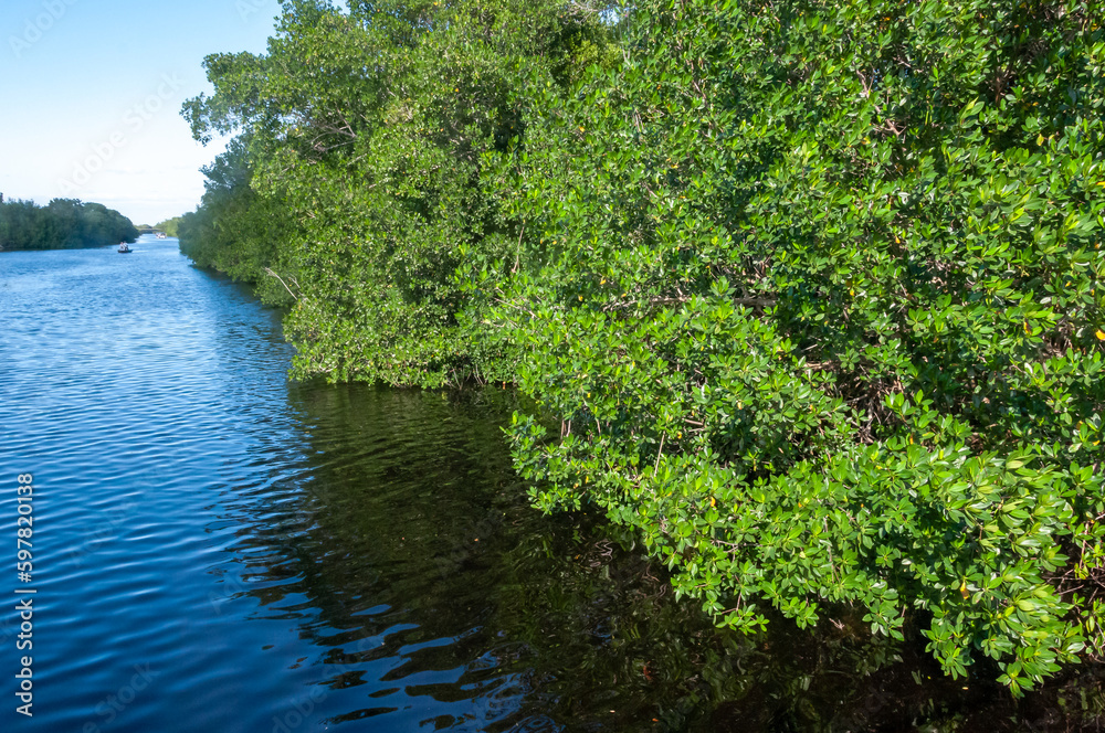 Mangroves on the coast of the Gulf of Mexico in Florida Mangroves on the coast of the Gulf of Mexico in Florida