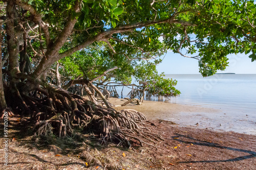 Fotografie Mangroves on the coast of the Gulf of Mexico in Florida