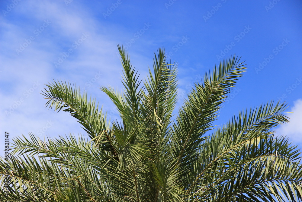 plam tree or coconut branch with bluesky background. plam tree or coconut branch with bluesky background.